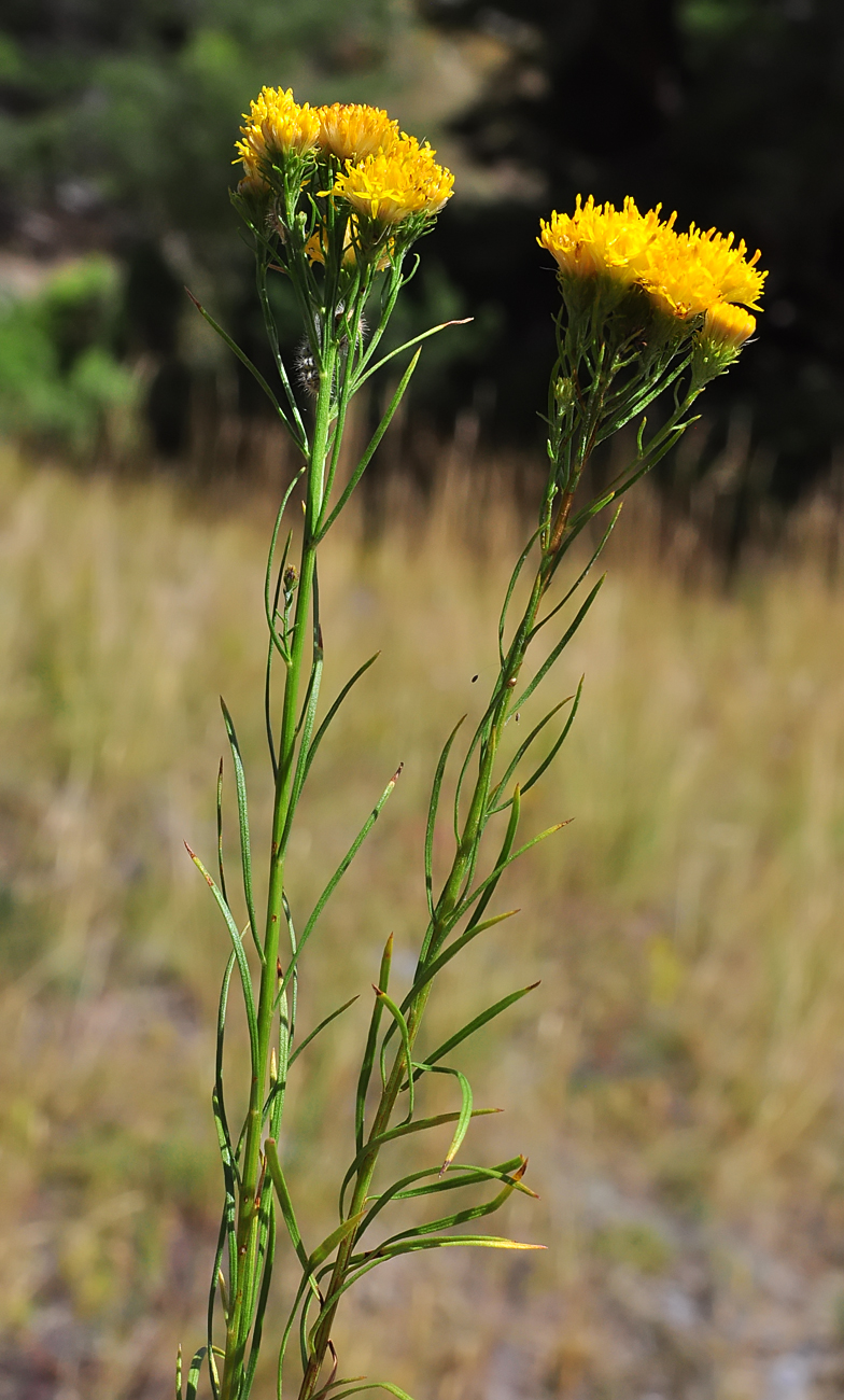 Galatella linosyris