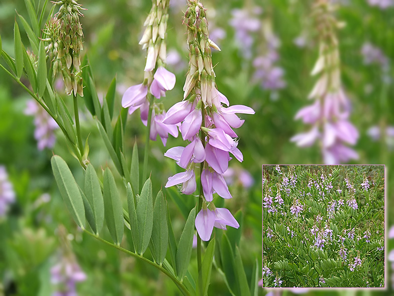 Galega officinalis