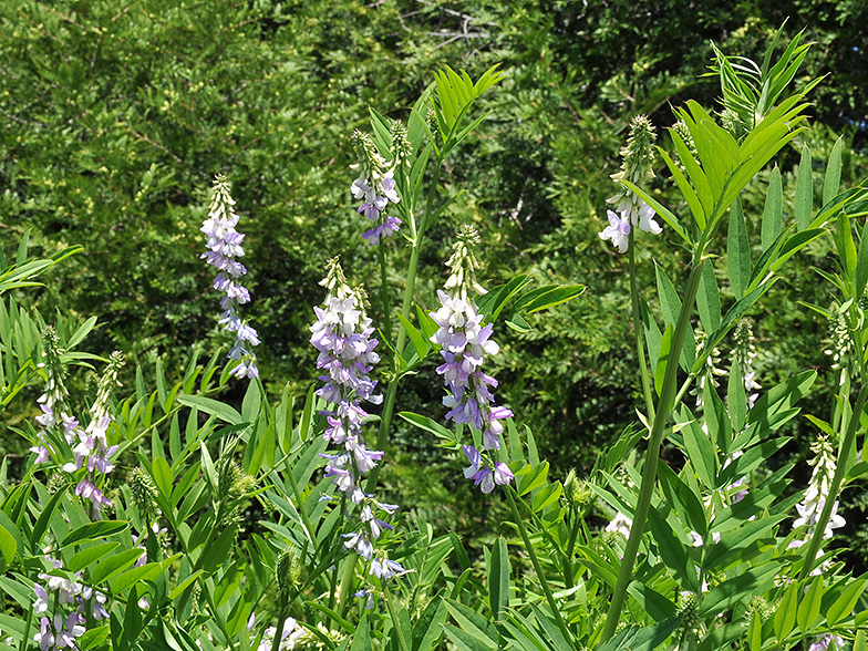 Galega officinalis