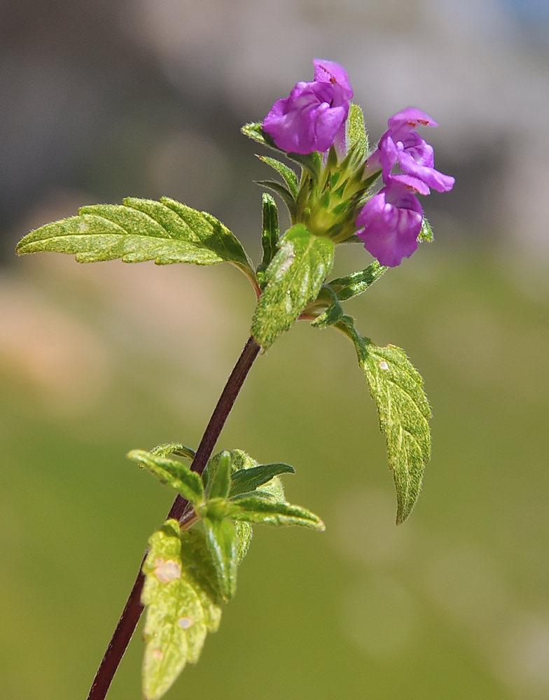 Galeopsis angustifolia