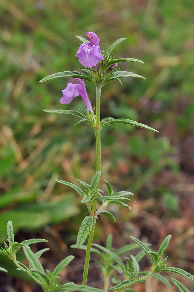 Galeopsis angustifolia