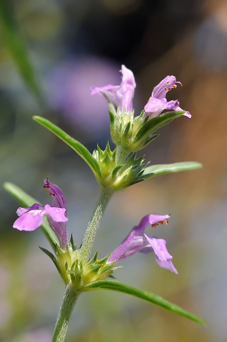 Galeopsis angustifolia