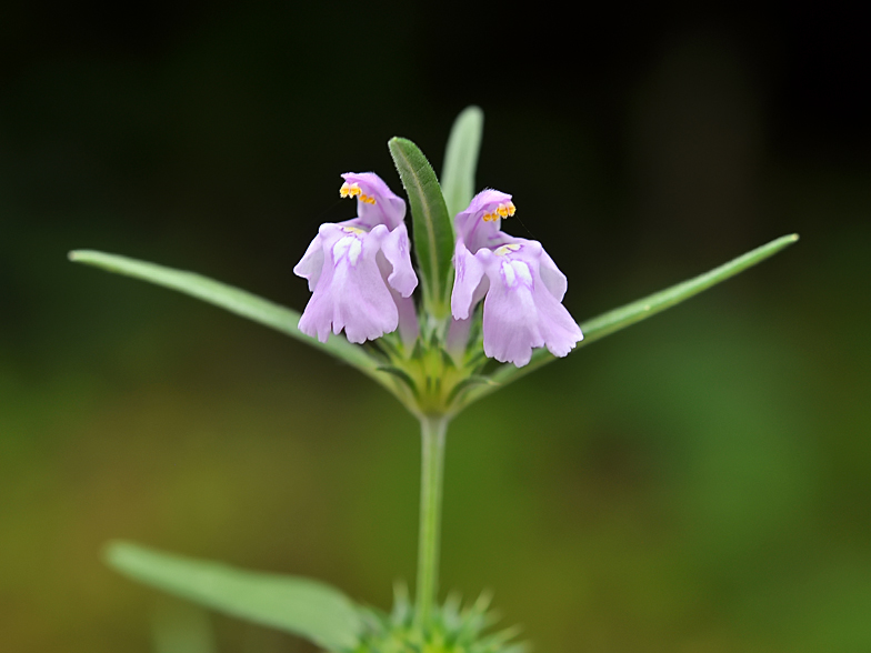 Galeopsis angustifolia