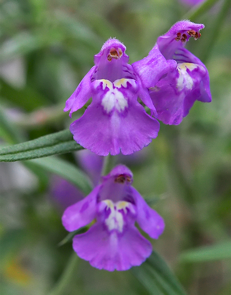 Galeopsis angustifolia