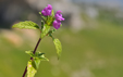 Galeopsis angustifolia