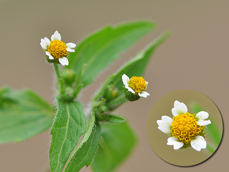 Galinsoga ciliata