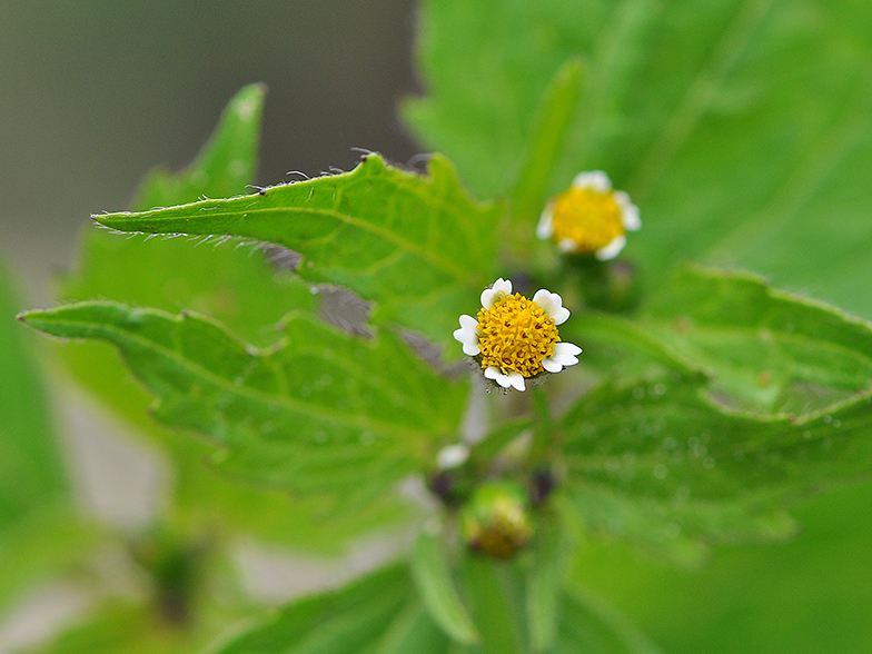 Galinsoga ciliata