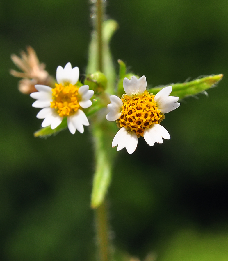 Galinsoga ciliata