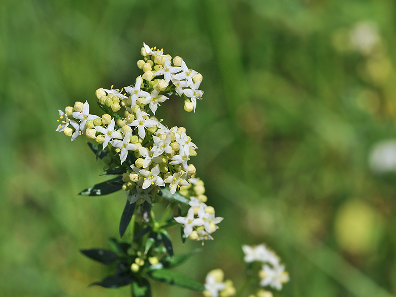 Galium mollugo fleurs