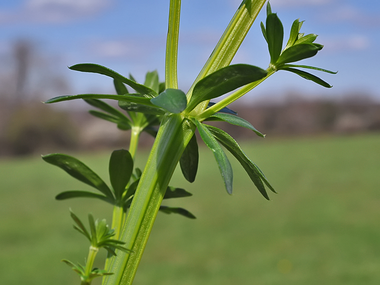 Galium mollugo