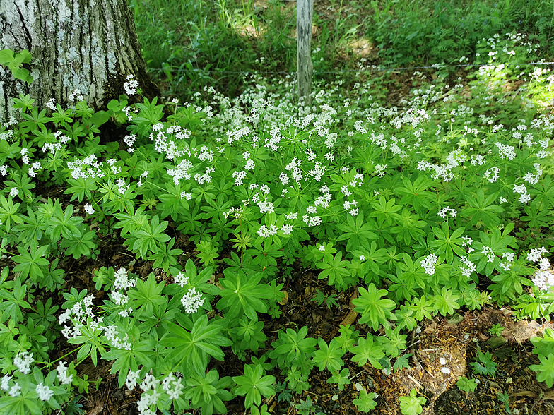 Galium odoratum