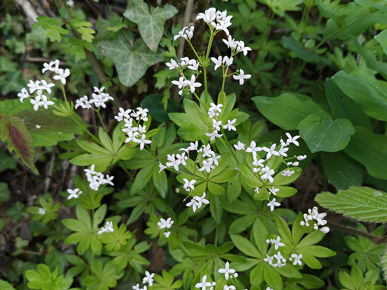 Galium odoratum