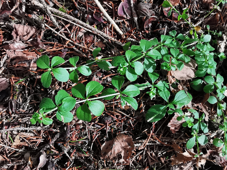 Galium rotundifolium