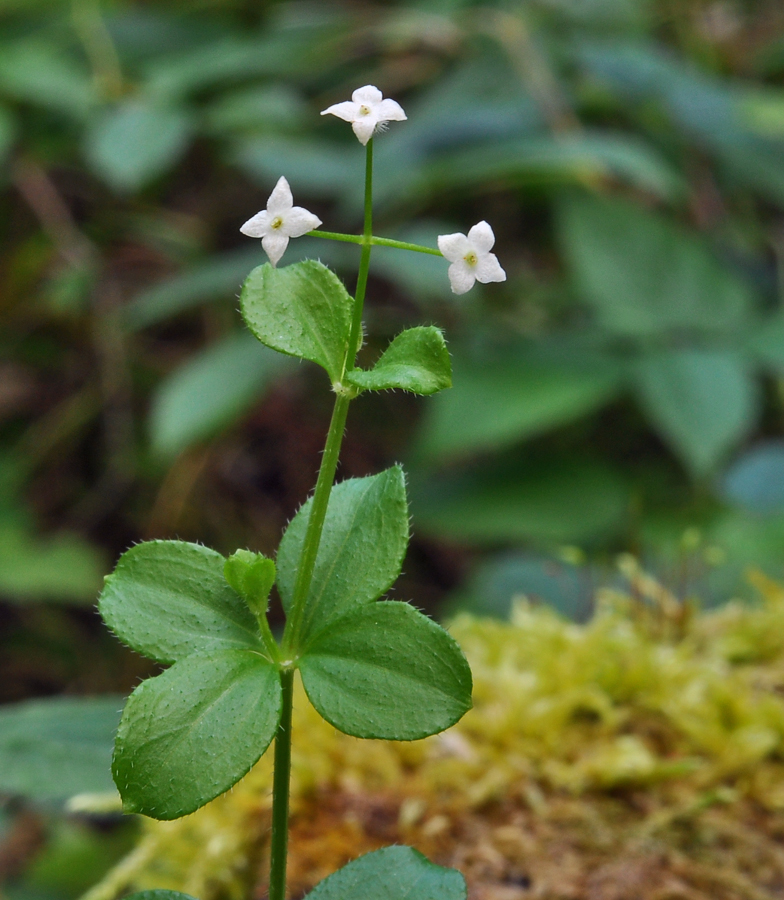 Galium rotundifolium