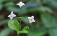 Galium rotundifolium