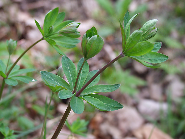 Galium sylvaticum