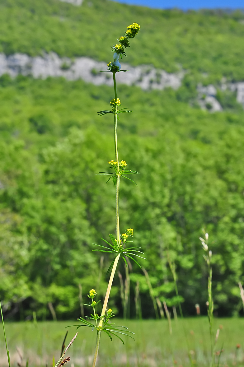 Galium verum