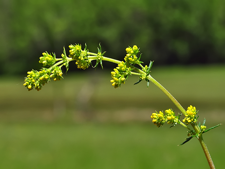 Galium verum