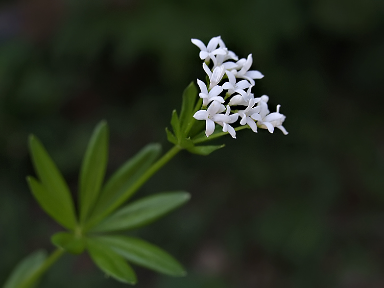 Gallium odoratum