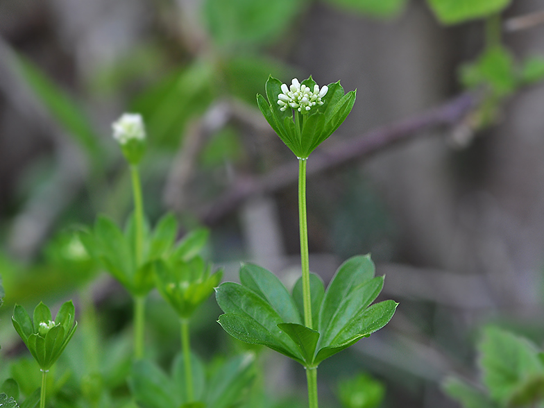 Gallium odoratum