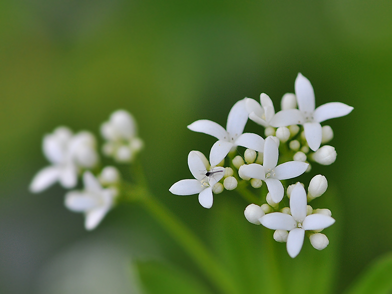 Gallium odoratum