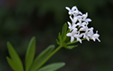 Galium odoratum