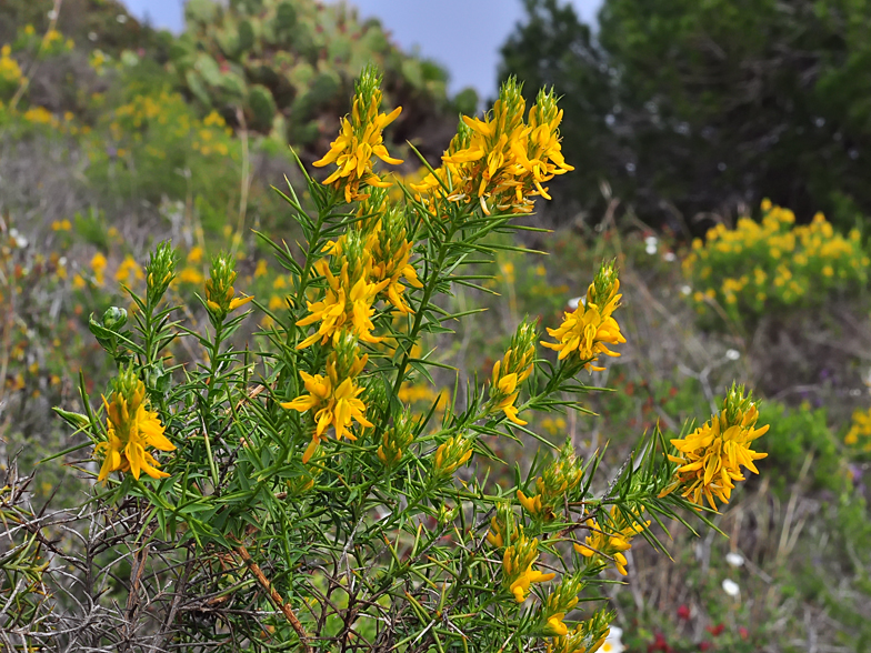 Genista hirsuta