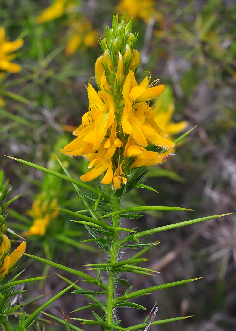 Genista hirsuta