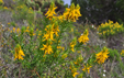 Genista hirsuta