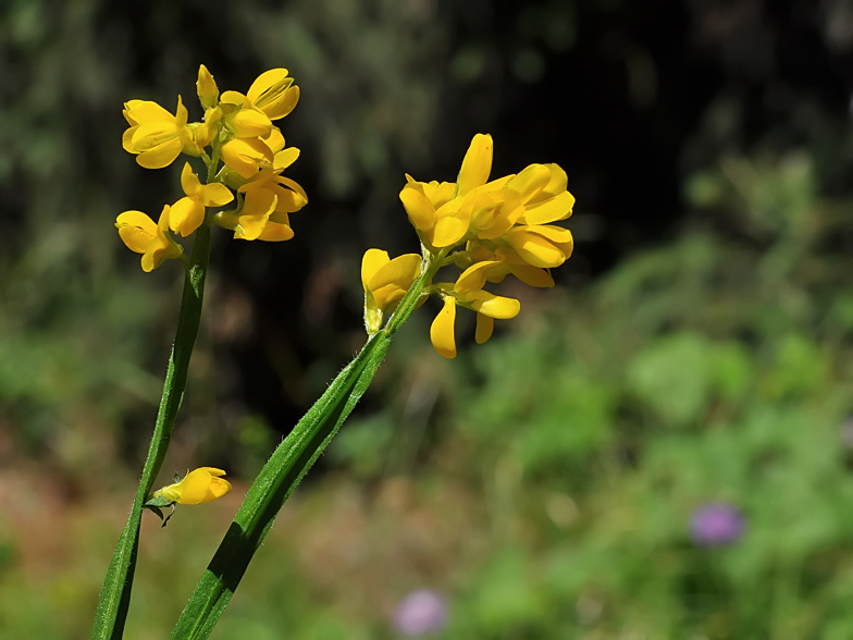 Genista saggitalis