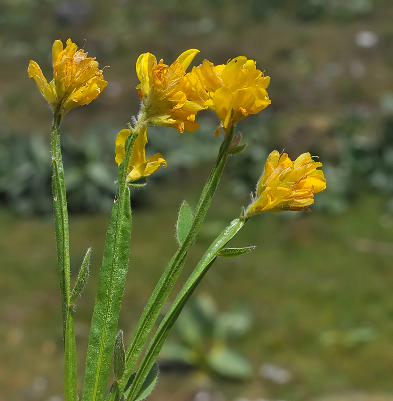 Genista saggitalis