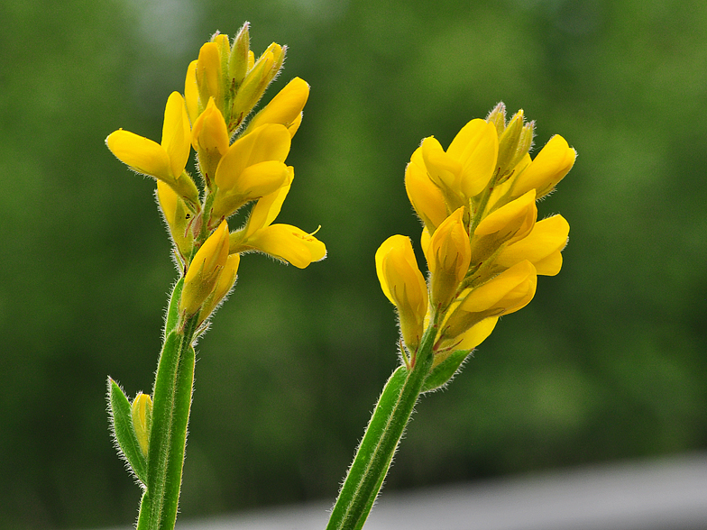 Genista saggitalis