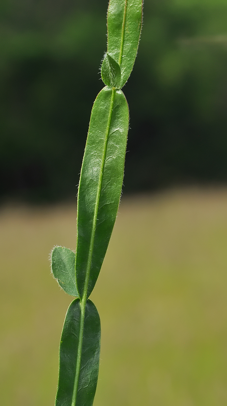 Genista saggitalis