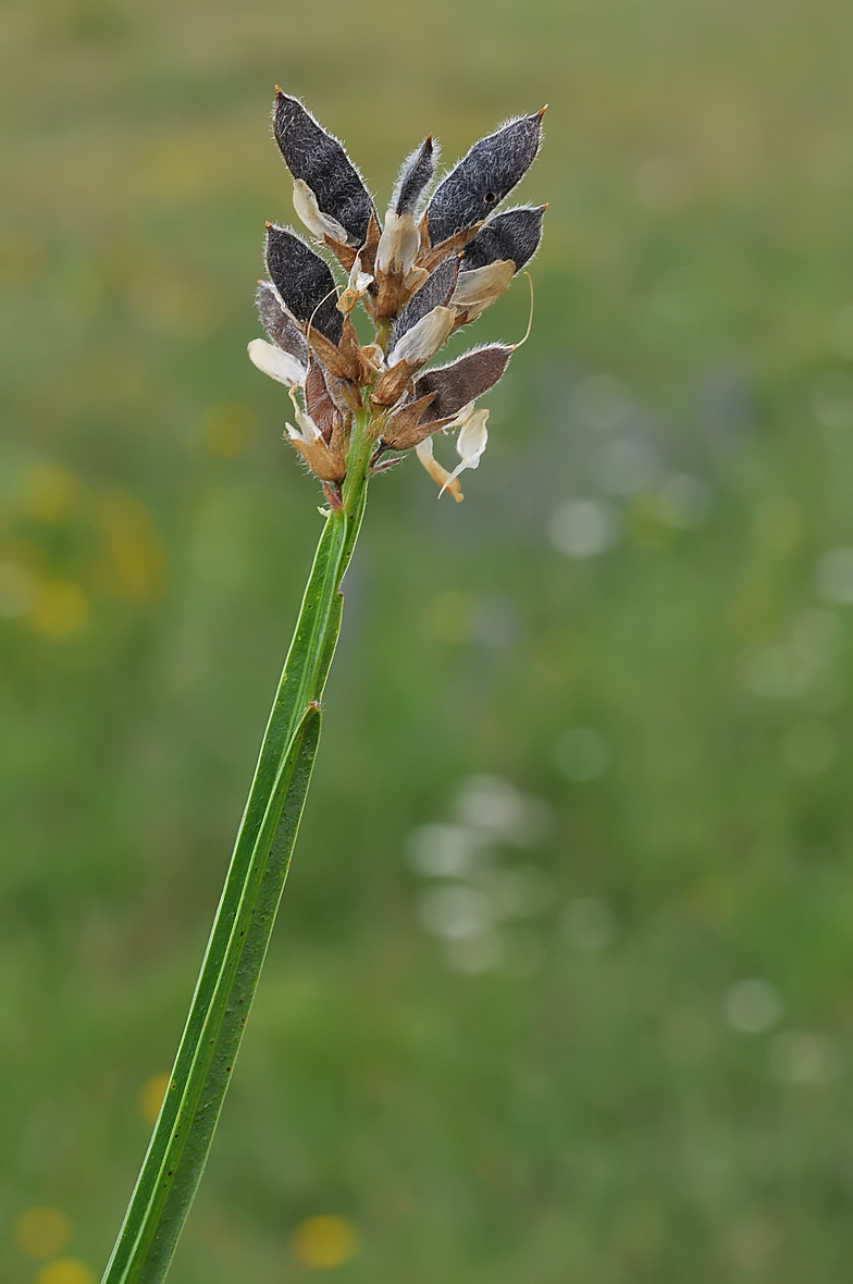 Genista saggitalis