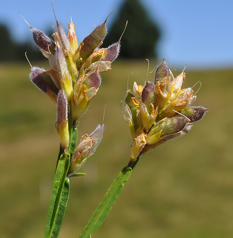 Genista saggitalis