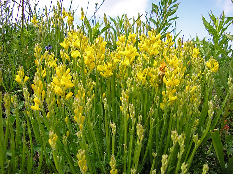 Genista saggitalis