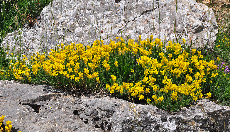 Genista saggitalis