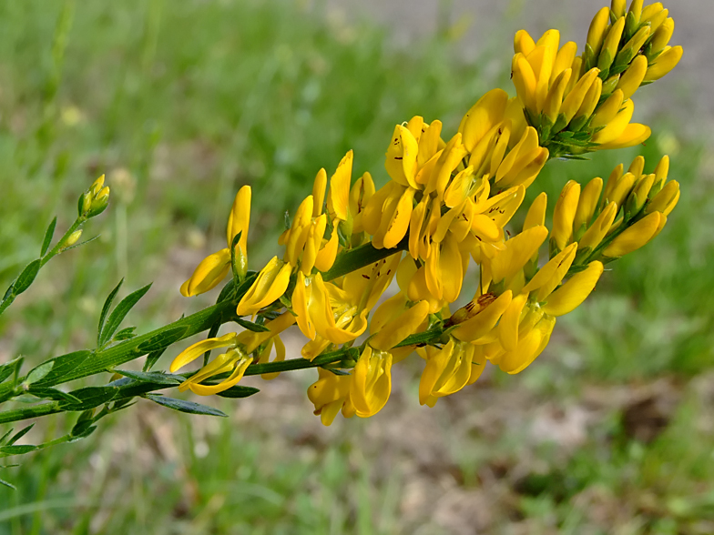 Genista tinctoria