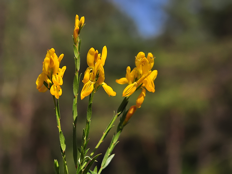 Genista tinctoria