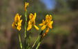 Genista tinctoria