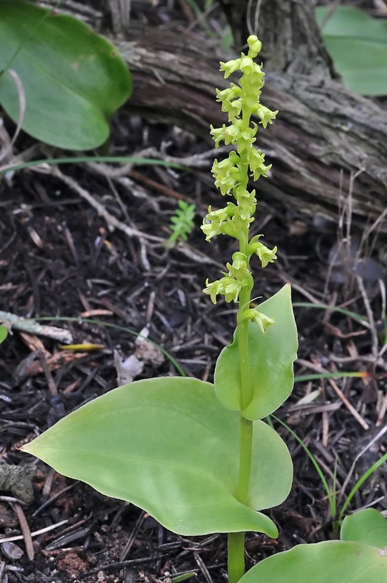 Gennaria diphylla