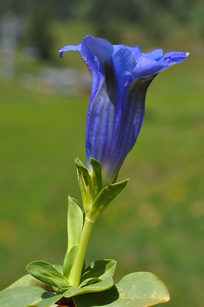 Gentiana acaulis