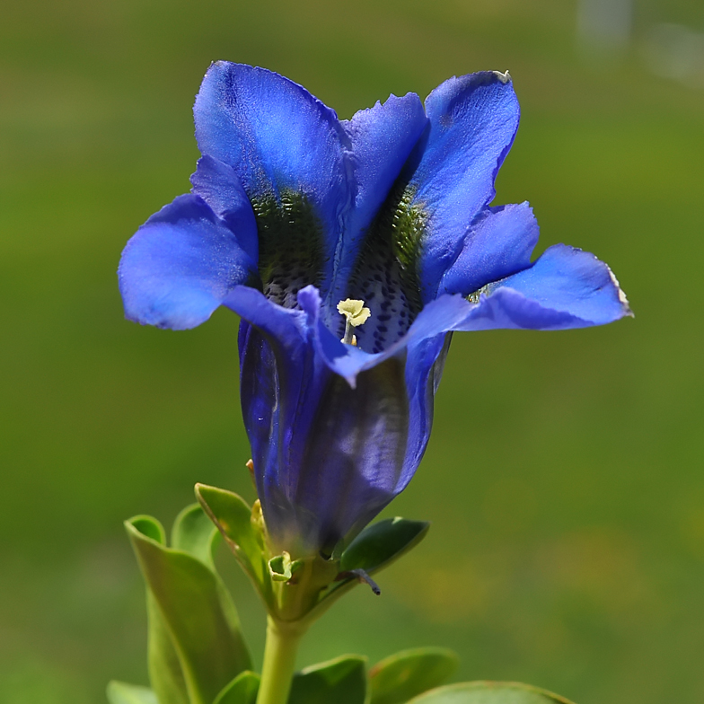 Gentiana acaulis