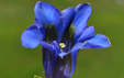 Gentiana acaulis