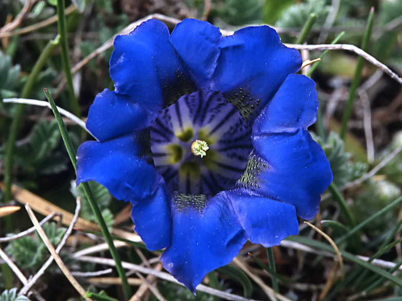 Gentiana angustifolia