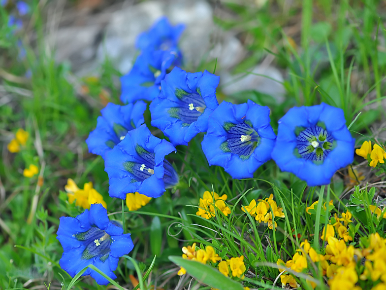 Gentiana angustifolia