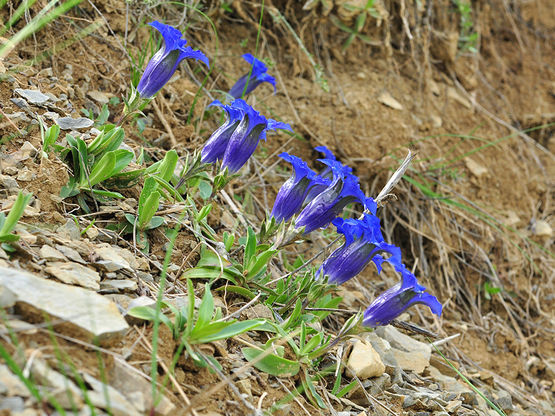 Gentiana angustifolia