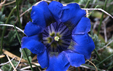 Gentiana angustifolia