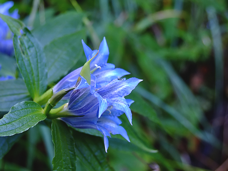 Gentiana asclepiadea