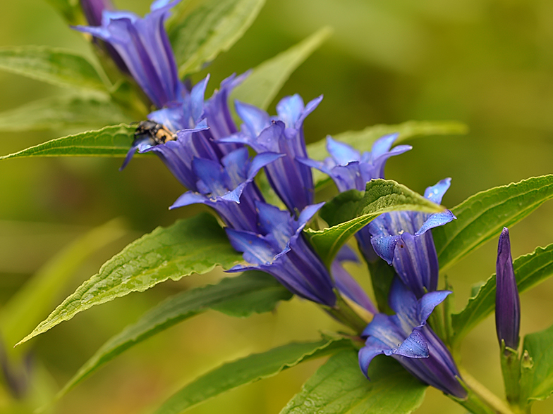 Gentiana asclepiadea